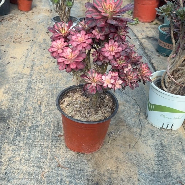 36多肉多肉多肉多肉多肉