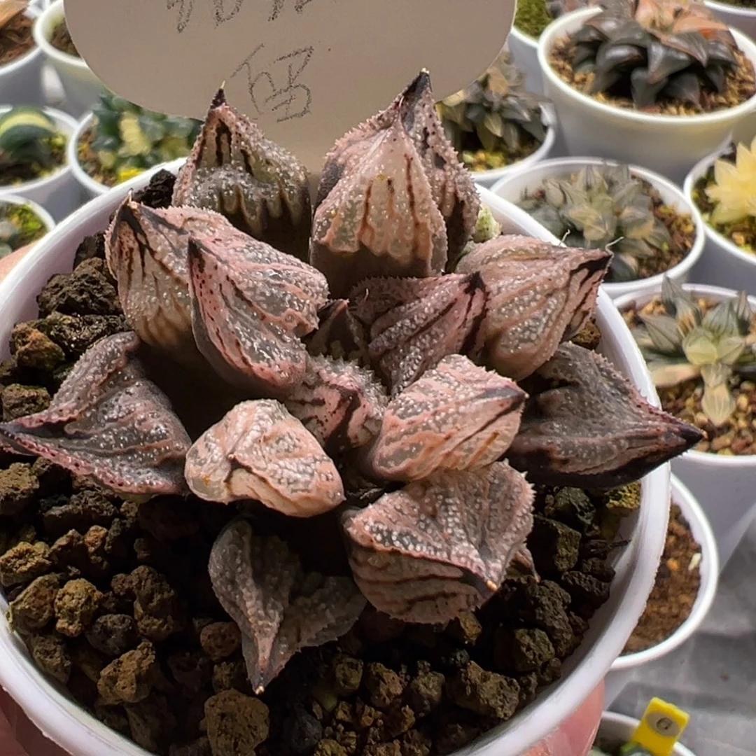 粉***猴皇妃合之宫1111111111111