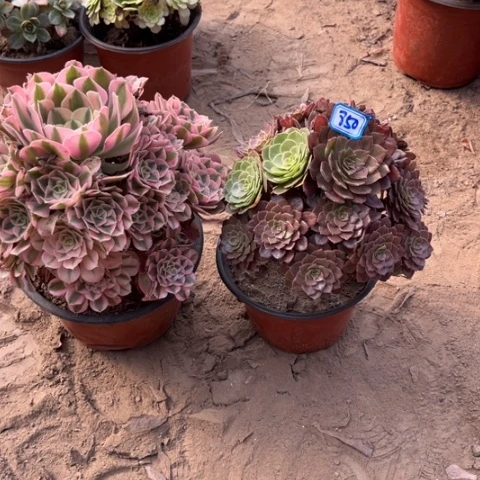 850多肉植物组合，
