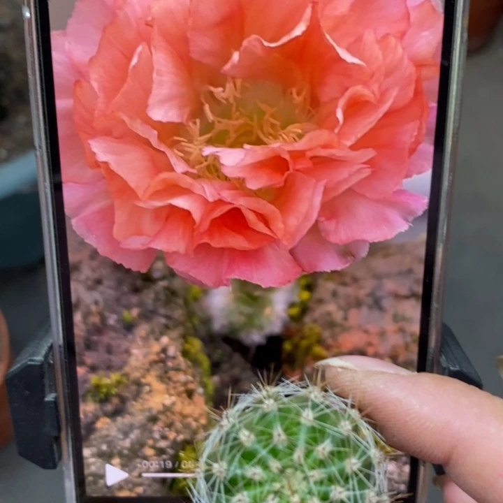 香香新品侧芽2.5公分左右