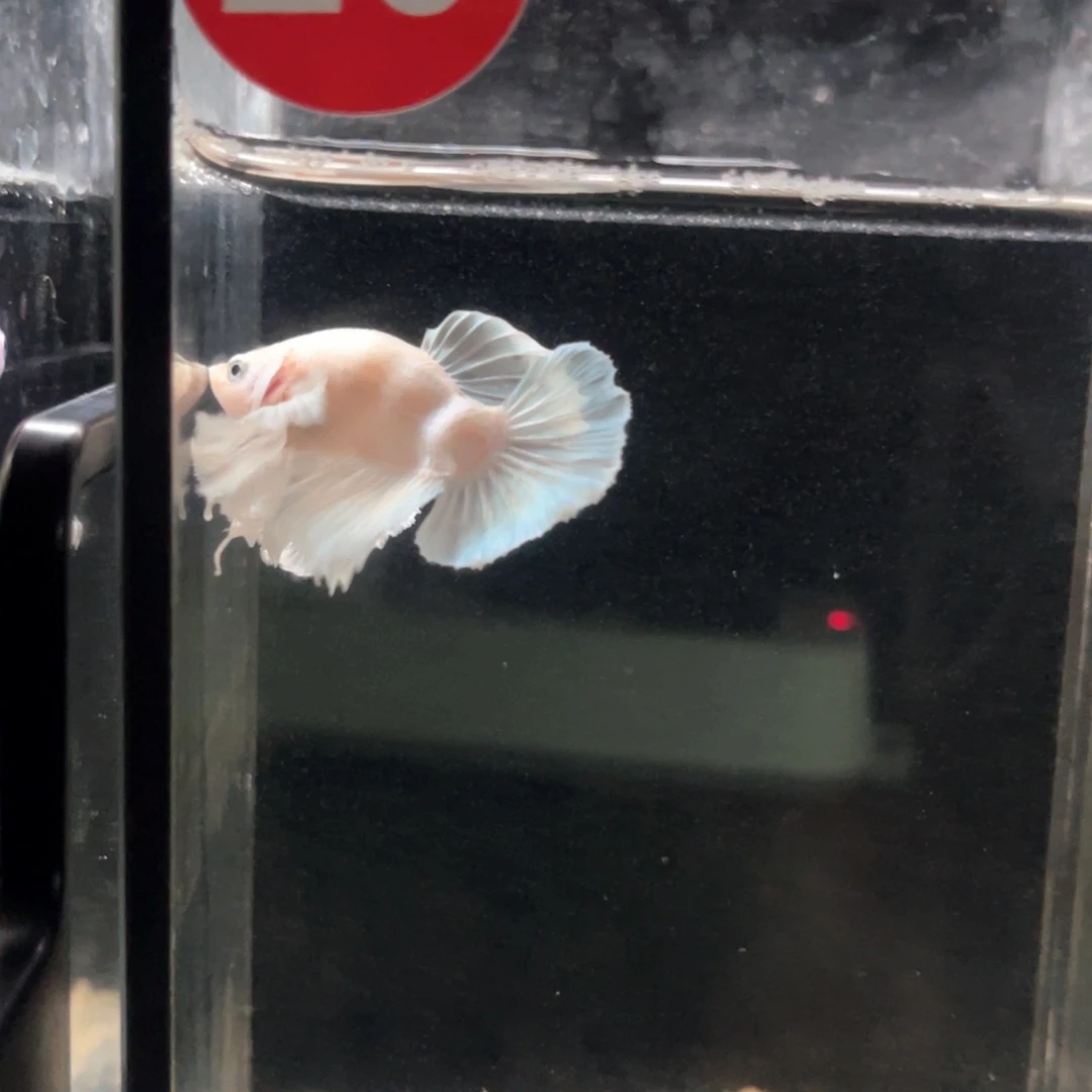 斗鱼浪浪水族竞拍20号