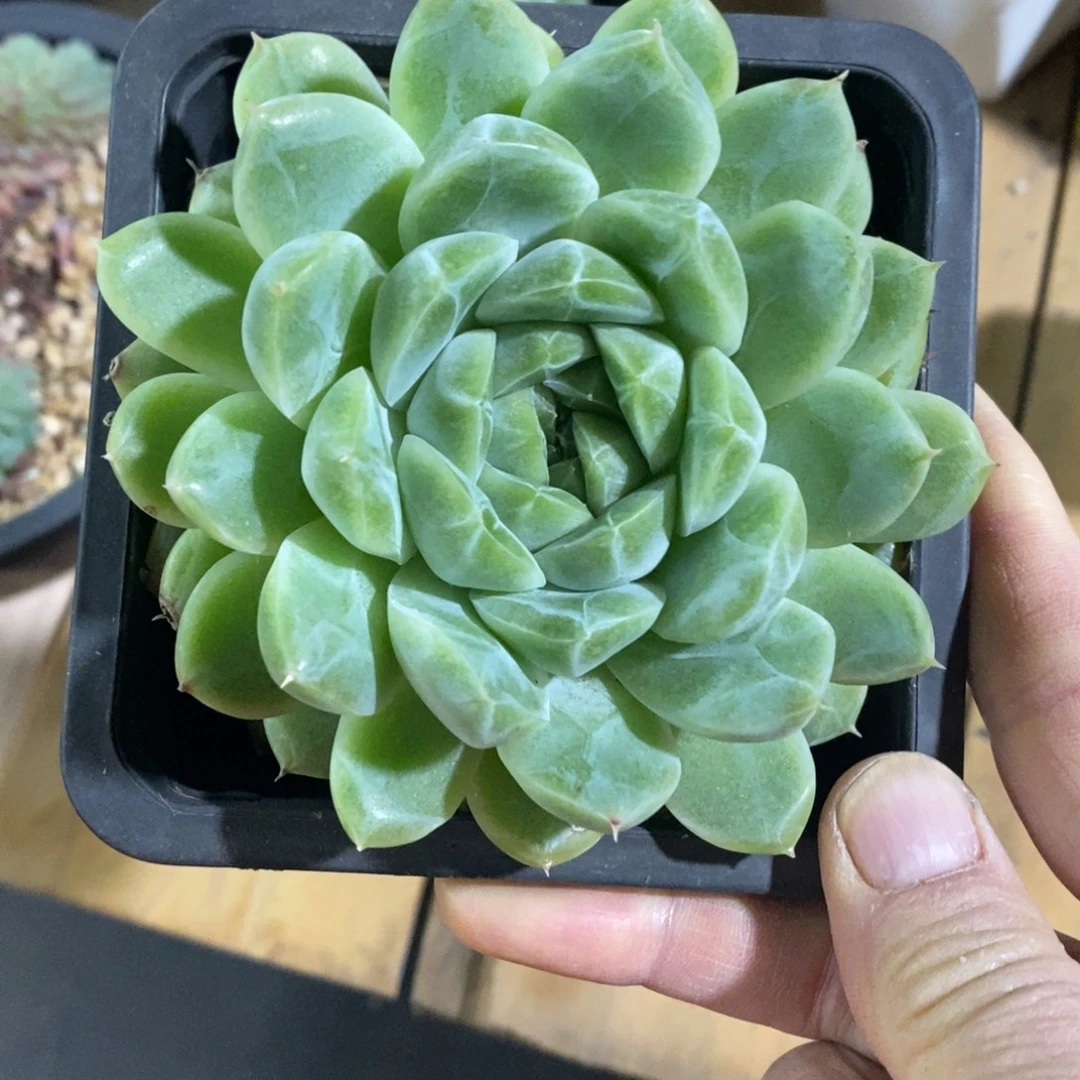 精品多肉一物一拍不包整240