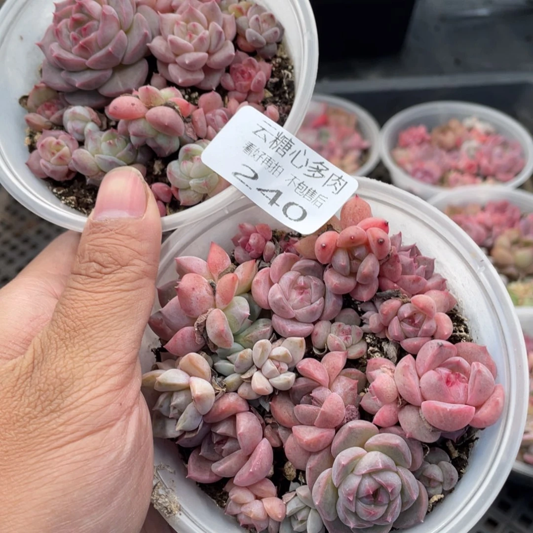 云糖心多肉植物240
