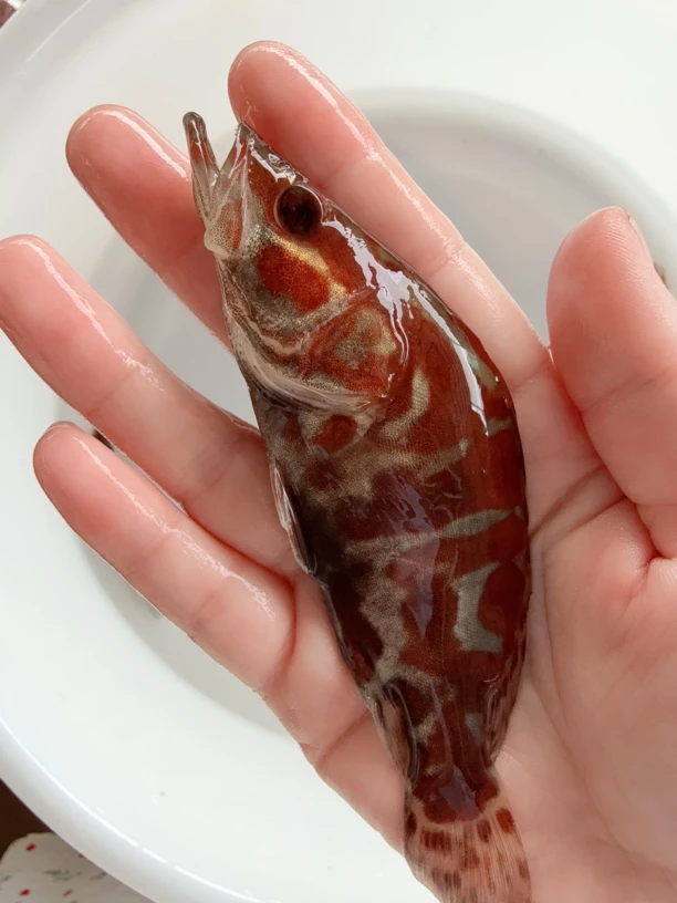 鳜鱼桂花鱼各种特殊体型鳜鱼鳜鱼渔场特价链接