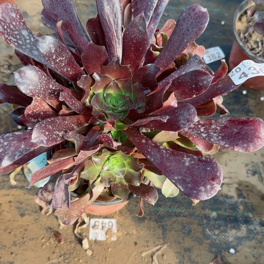 欧版欧紫430满20包邮断枝不包