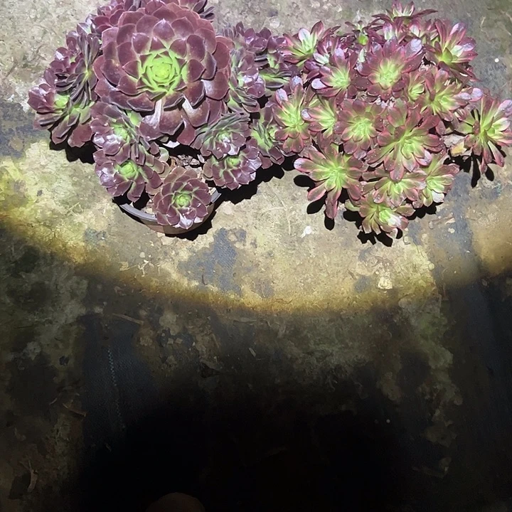 不包侧枝一物一拍27