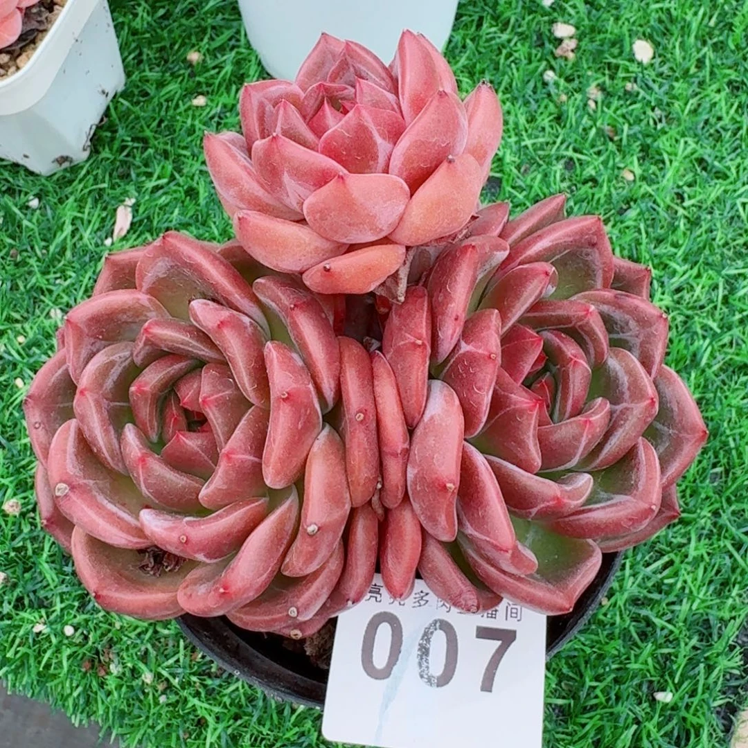 *****补差价            精美多肉植物