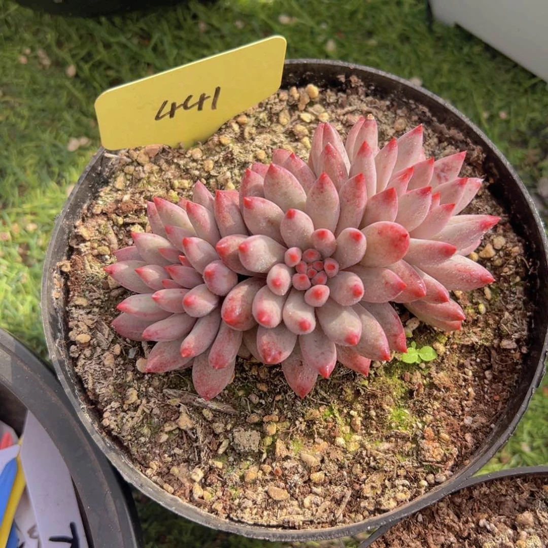 香玉等多种名贵的产品和