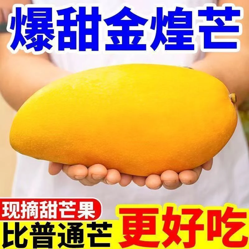 正宗青皮金煌芒新鲜应季水果坏果包赔
