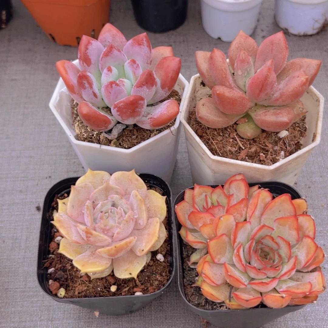 奥普。桃花源。露娜莲。菲欧娜