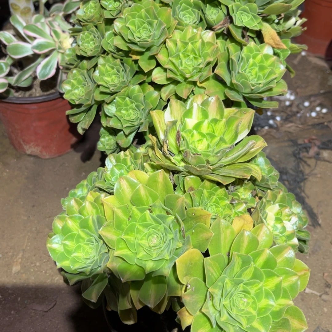 夜光杯两颗220号法师