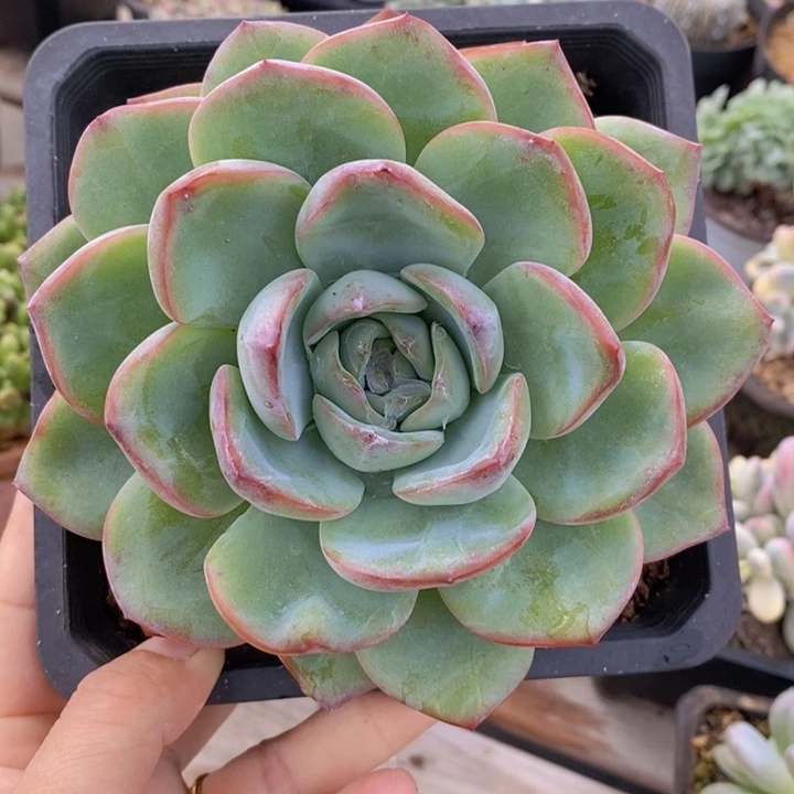 泡芙大单头14厘米一颗