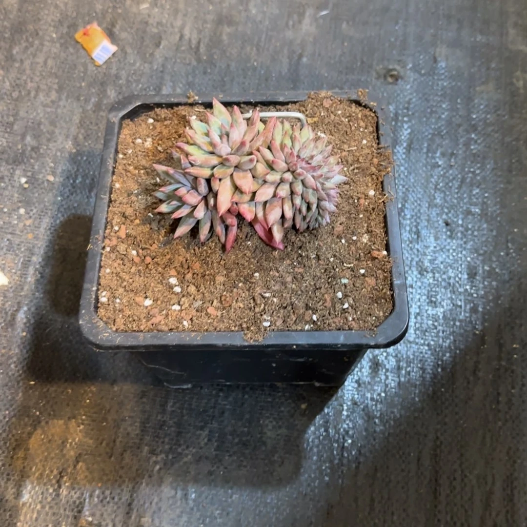 2***H虞美人缀化多肉植物一物一拍