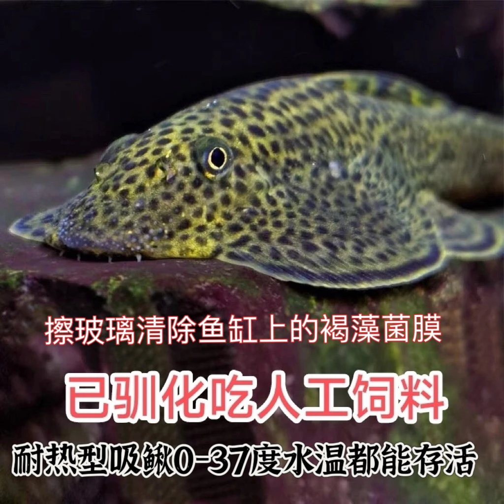 鱼缸除藻工具鱼包邮包活0-35度水温都可养鱼缸需过滤勿加盐不咬鱼