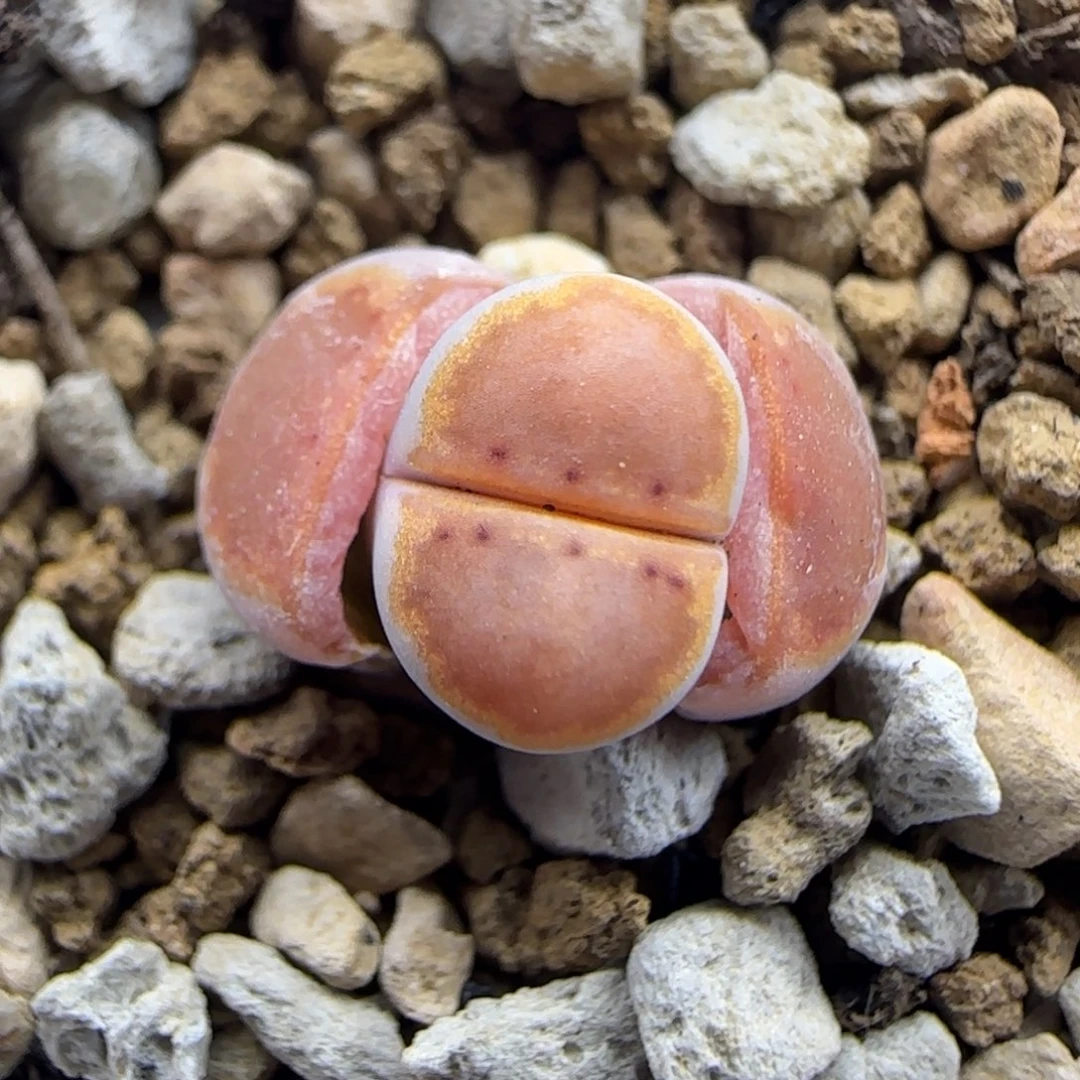 三蜕小个子黄金饼干福利