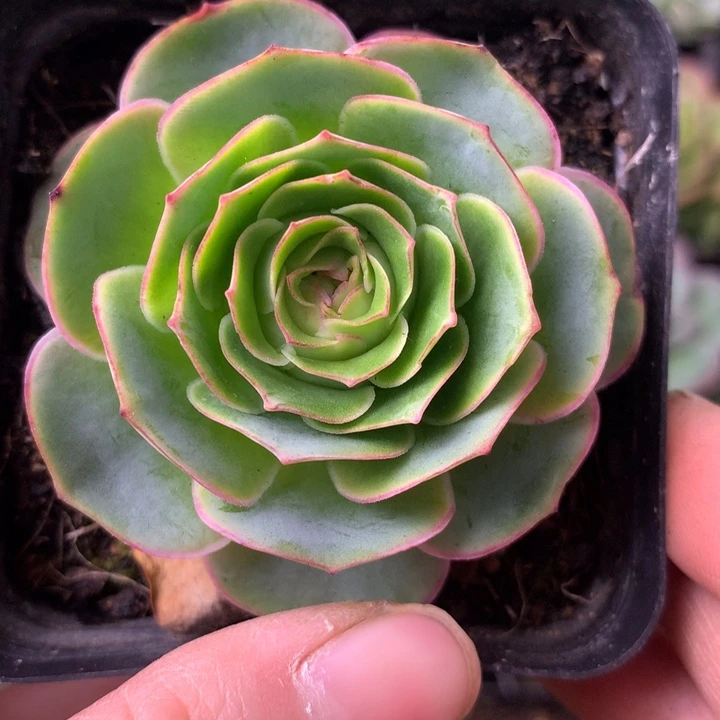 一物一拍星辰青染357