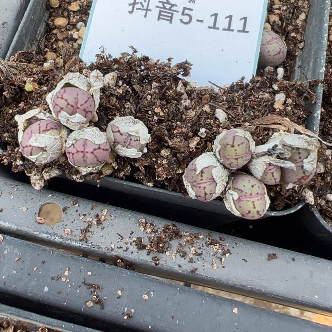 5-111量拍紫荧光玉一群