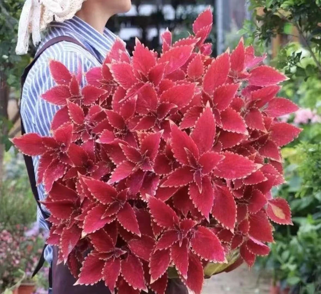 彩叶草盆栽室外花卉好养易活阳台植物七彩变色紫买一送一