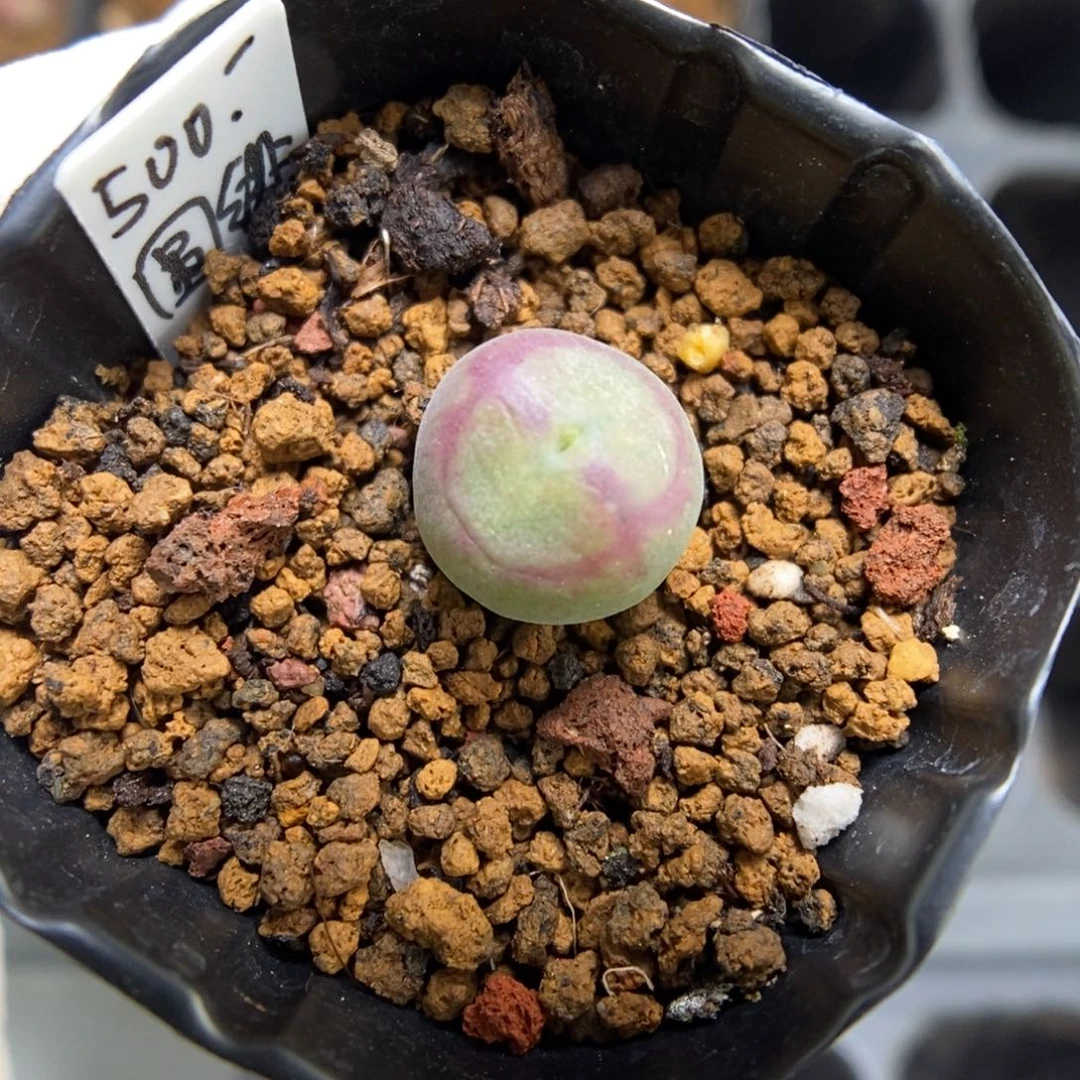 多肉植物肉锥杂交K-4418 新品