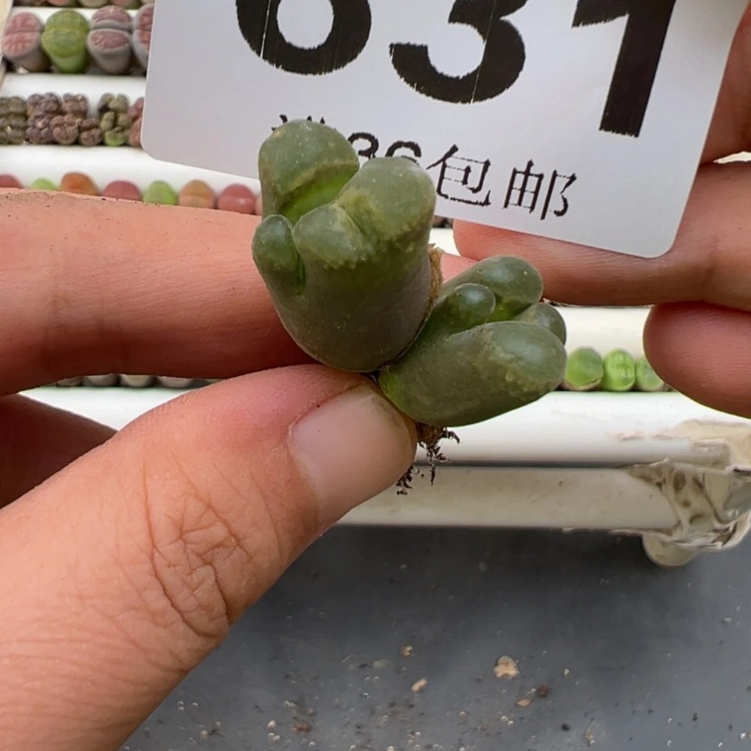 6.23好看的多肉脱土发货631