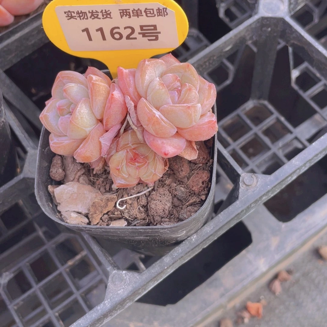 1162号 钻石糖心大白兔