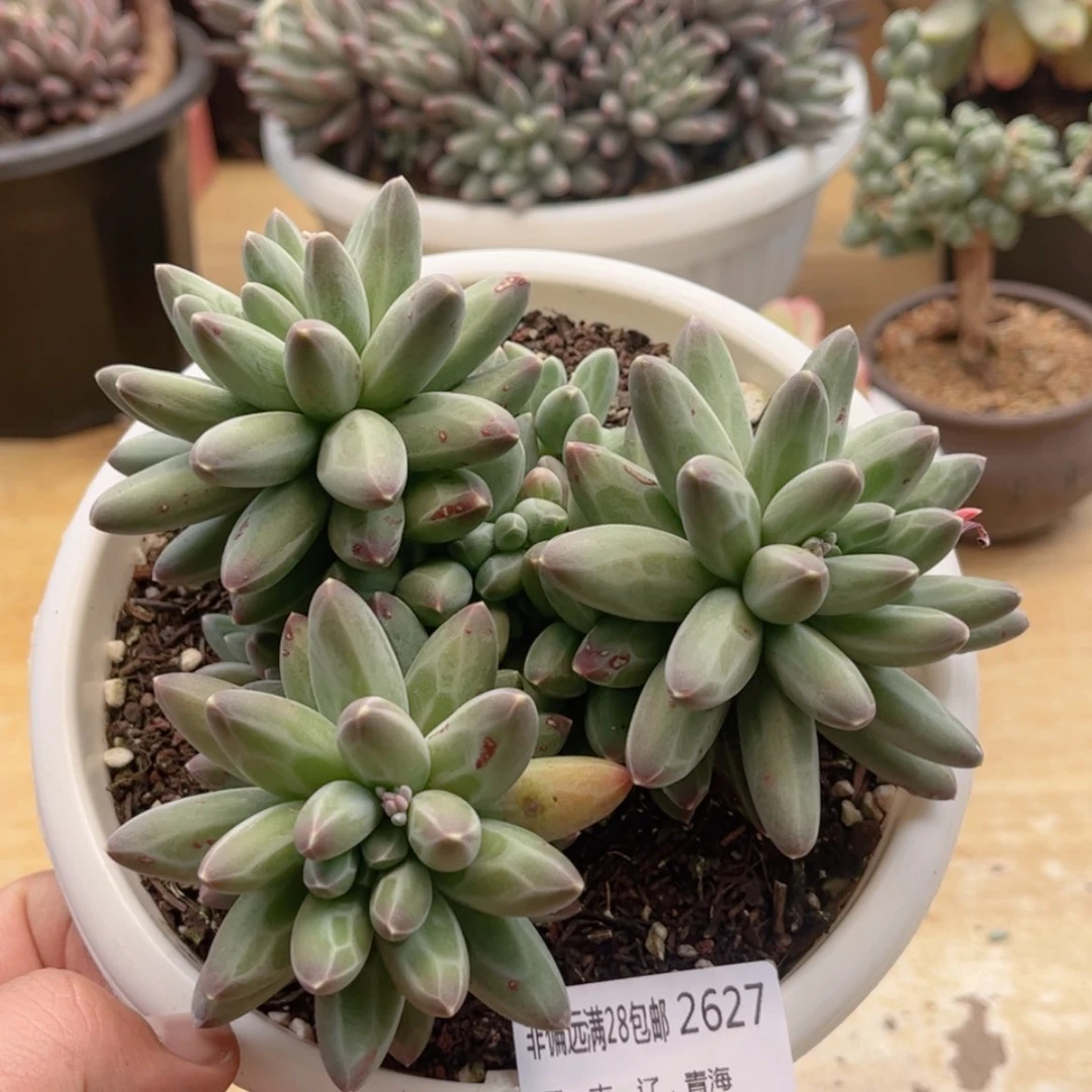 【闪购商品】2627伊卡鲁斯