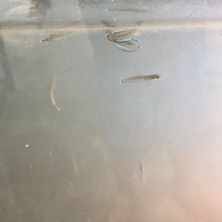 雷龙好奶茶雷龙1111111