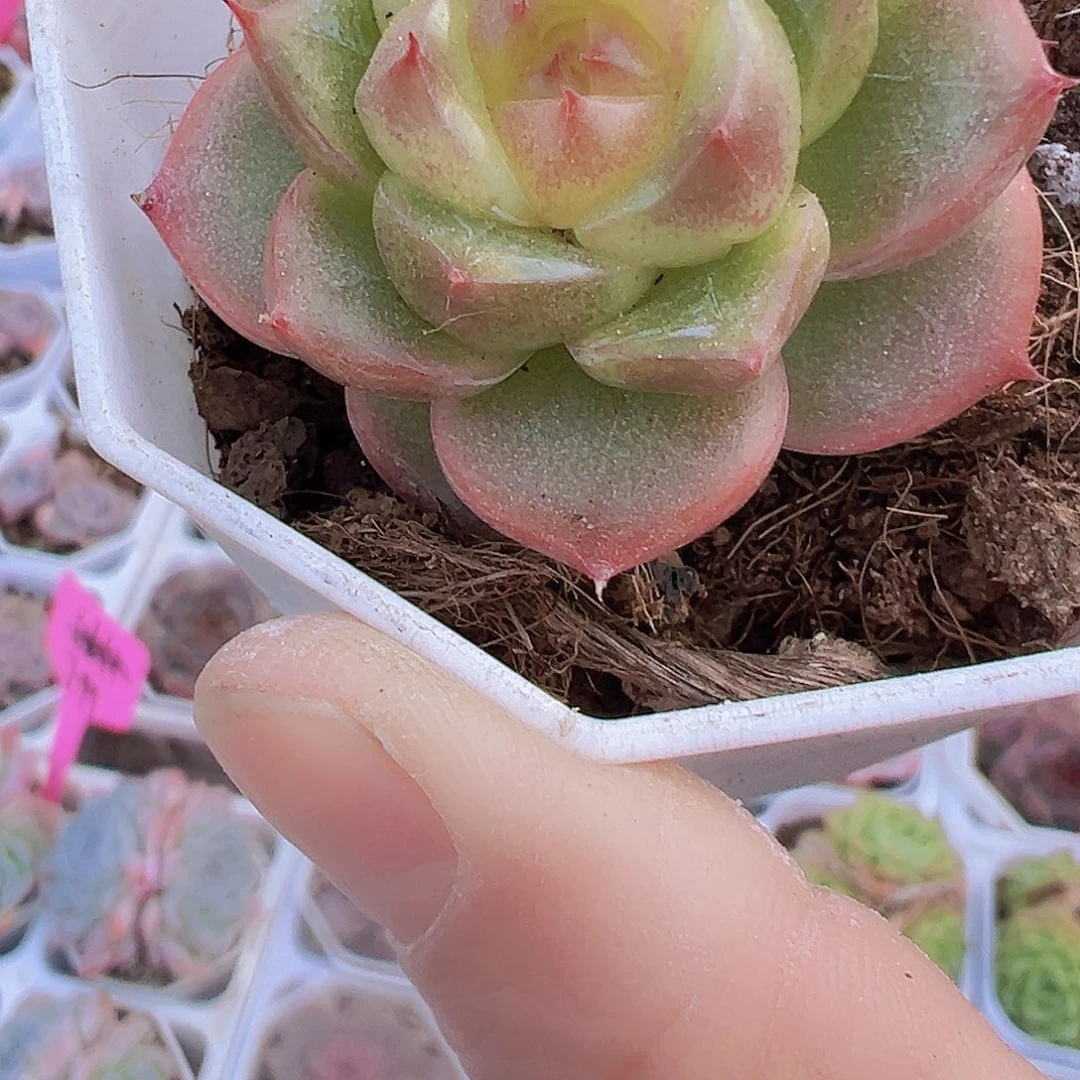 灯泡珍妮19包邮的人