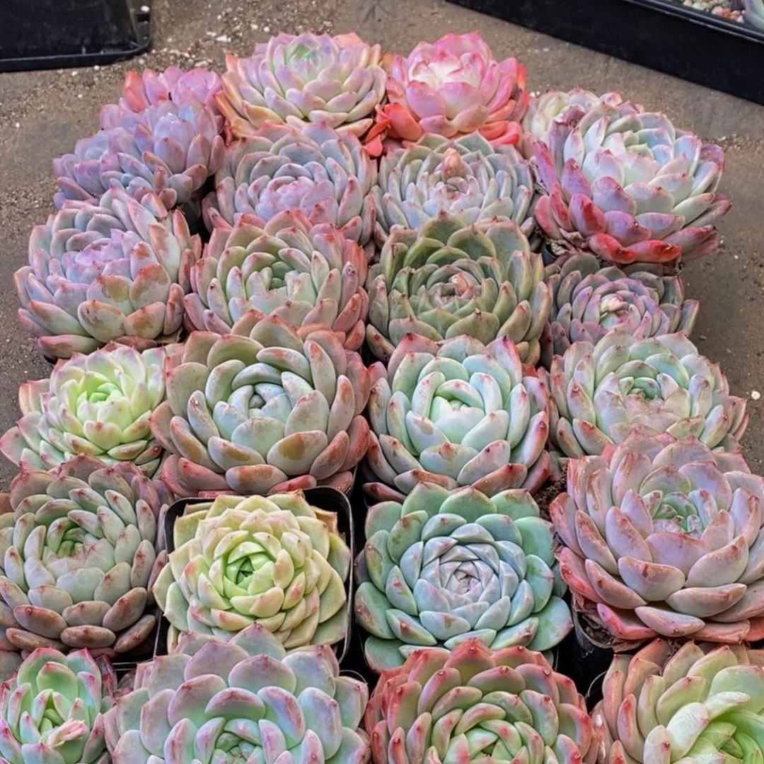 546多肉植物保护研究所