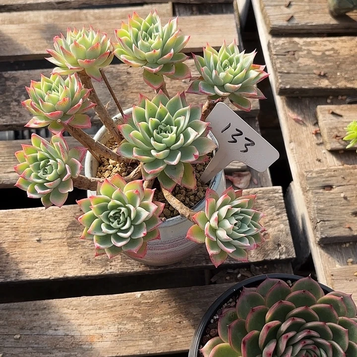 多肉植物，三色景133号