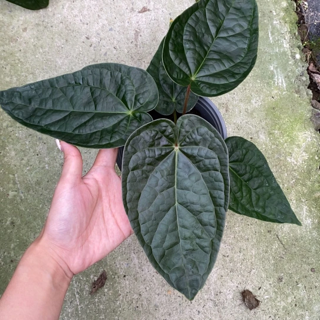 不开花植物papi杂奢华