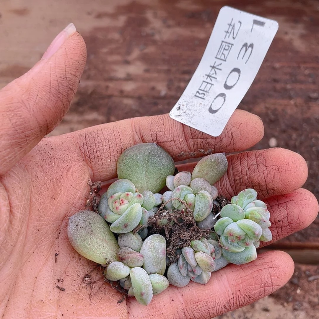 多肉植物多肉植物31