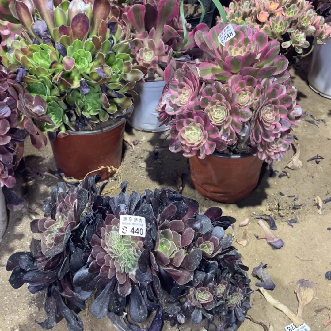 440欧紫锥多肉法师断枝不包