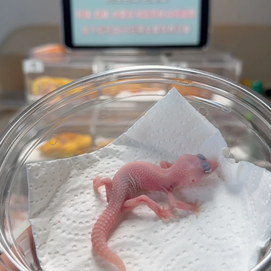 豹纹守宫超级雪花恶魔白酒母温