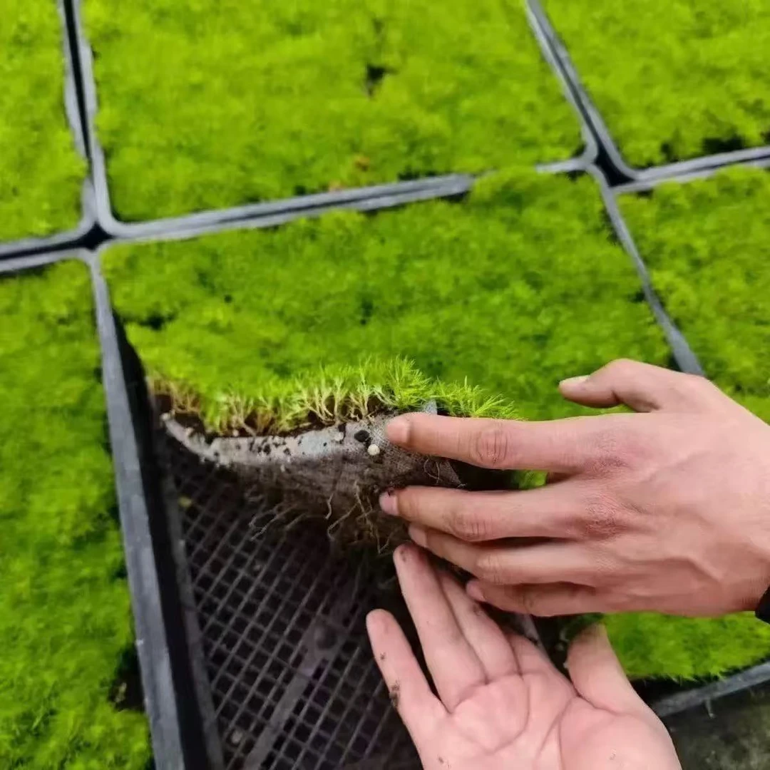 爱尔兰珍珠草方盘苗基地发货多年生花卉四季常绿