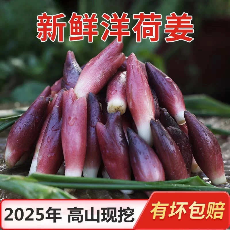 湖北宜昌新鲜洋荷姜现摘现发可腌制凉拌的天然蔬菜