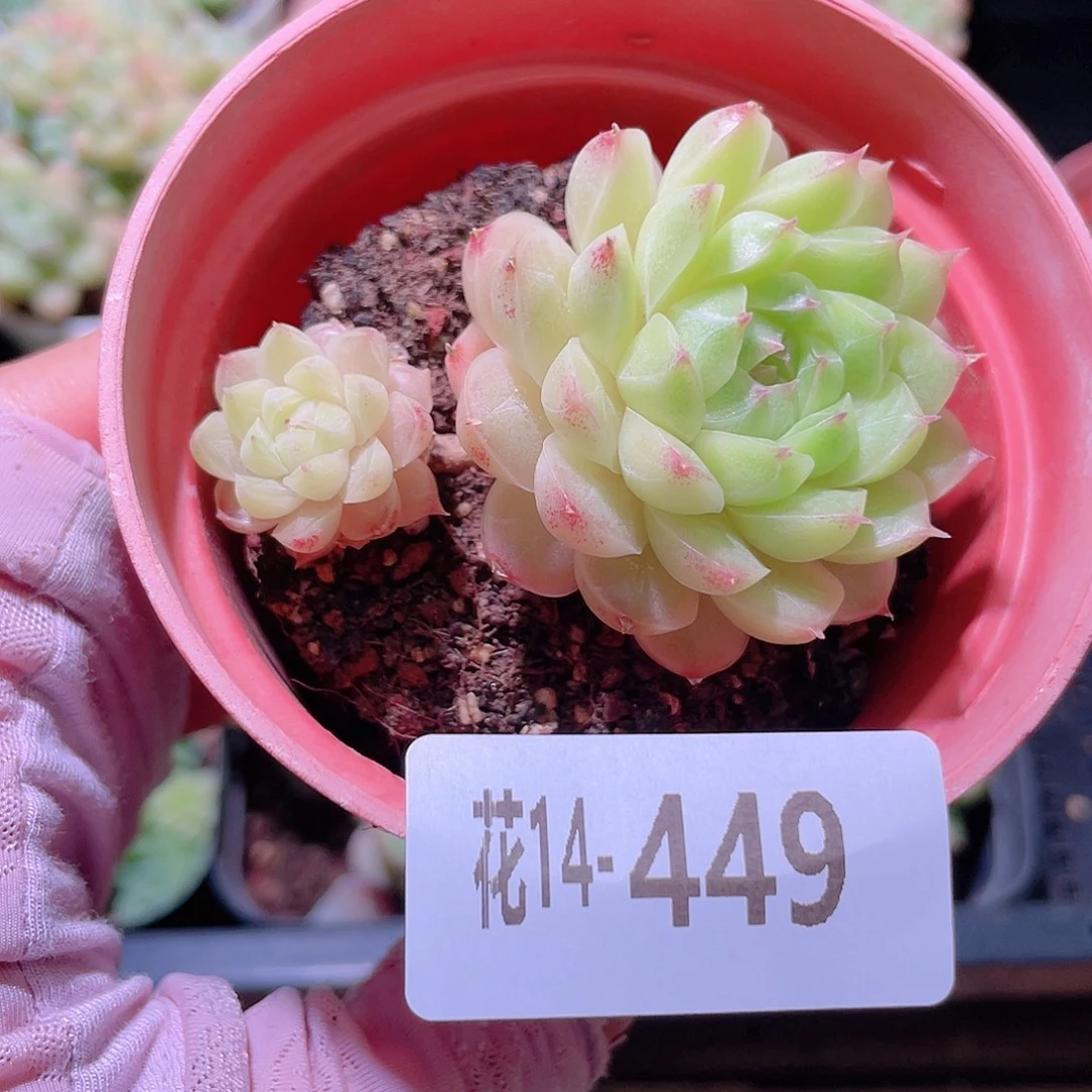 花利美14-449女王玫瑰