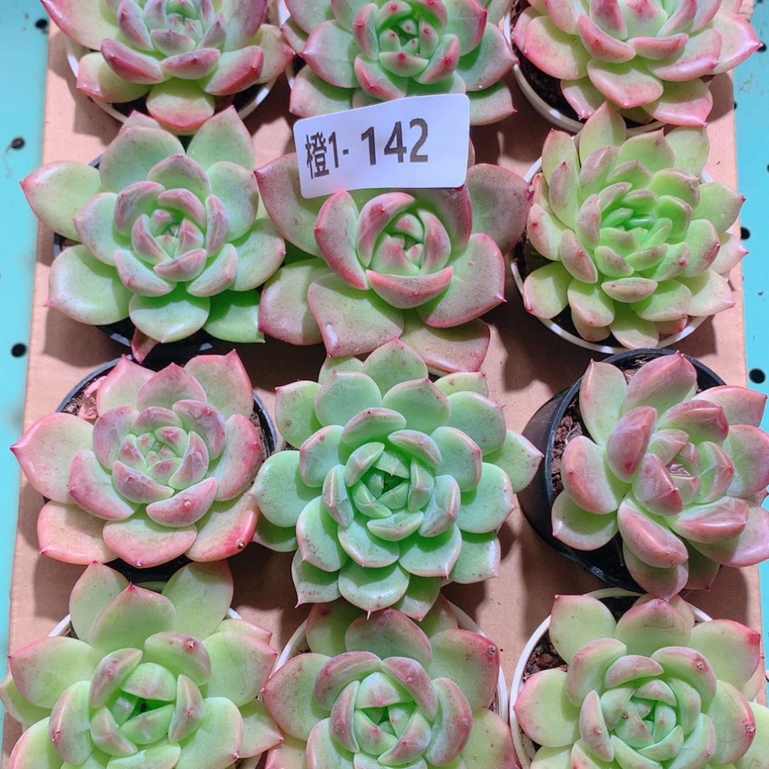 1-142一物一拍多肉带盆18颗