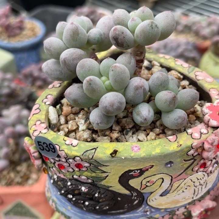 仙子奶酪多肉植物