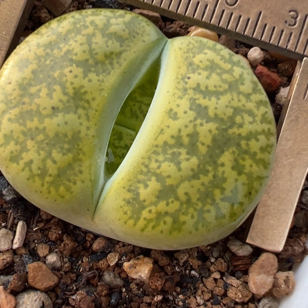 一箭之遥多肉植物百科