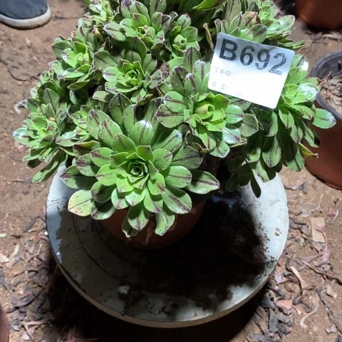 692碧火法师多肉植物