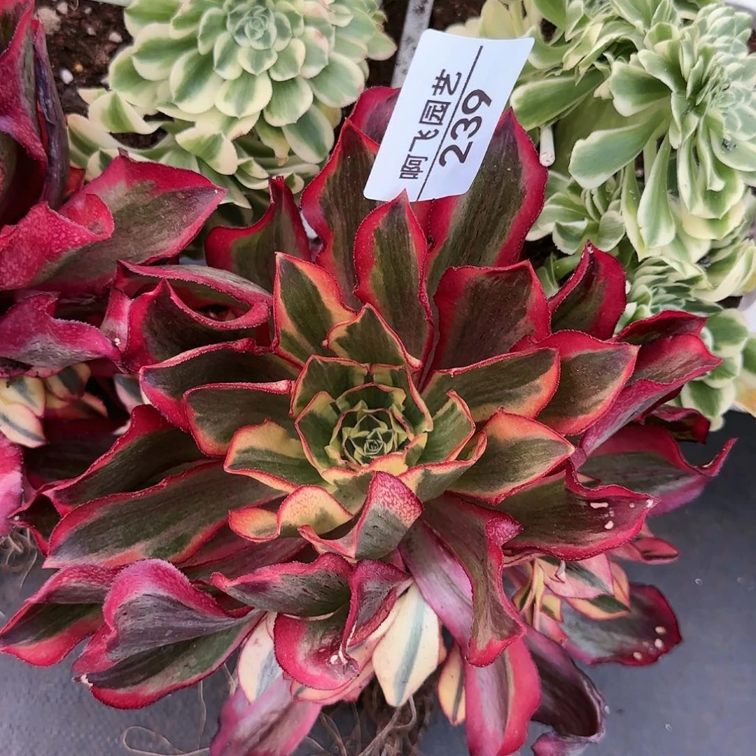 老*239多肉 魅影捧花发货