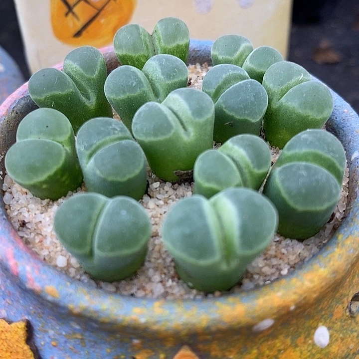 Y400风铃一颗。