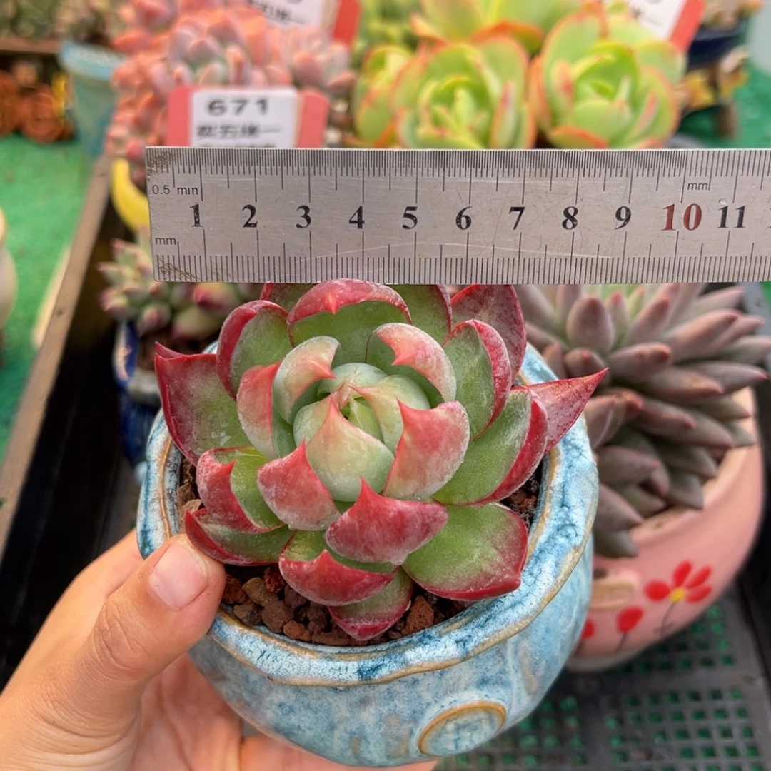 表妹精品多肉植物673.
