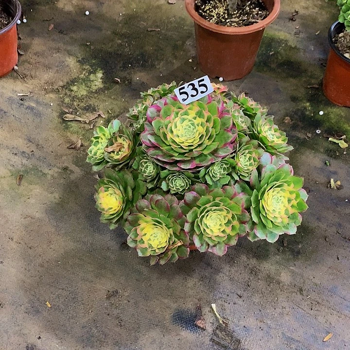 灿****石多肉海鲜法师535