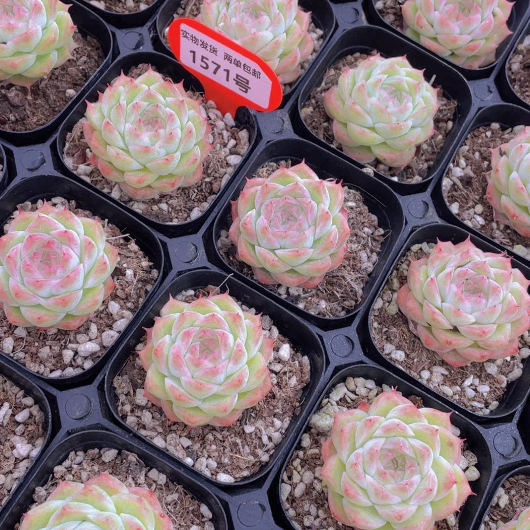 1571号 睫毛粉麦秆单头2个