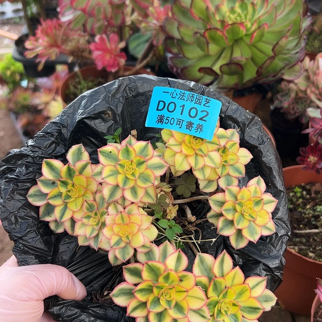 多肉植物多肉植物0102