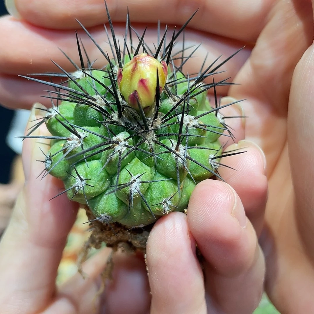 7.5cm潜力丸尤青瓷牡丹带微怒