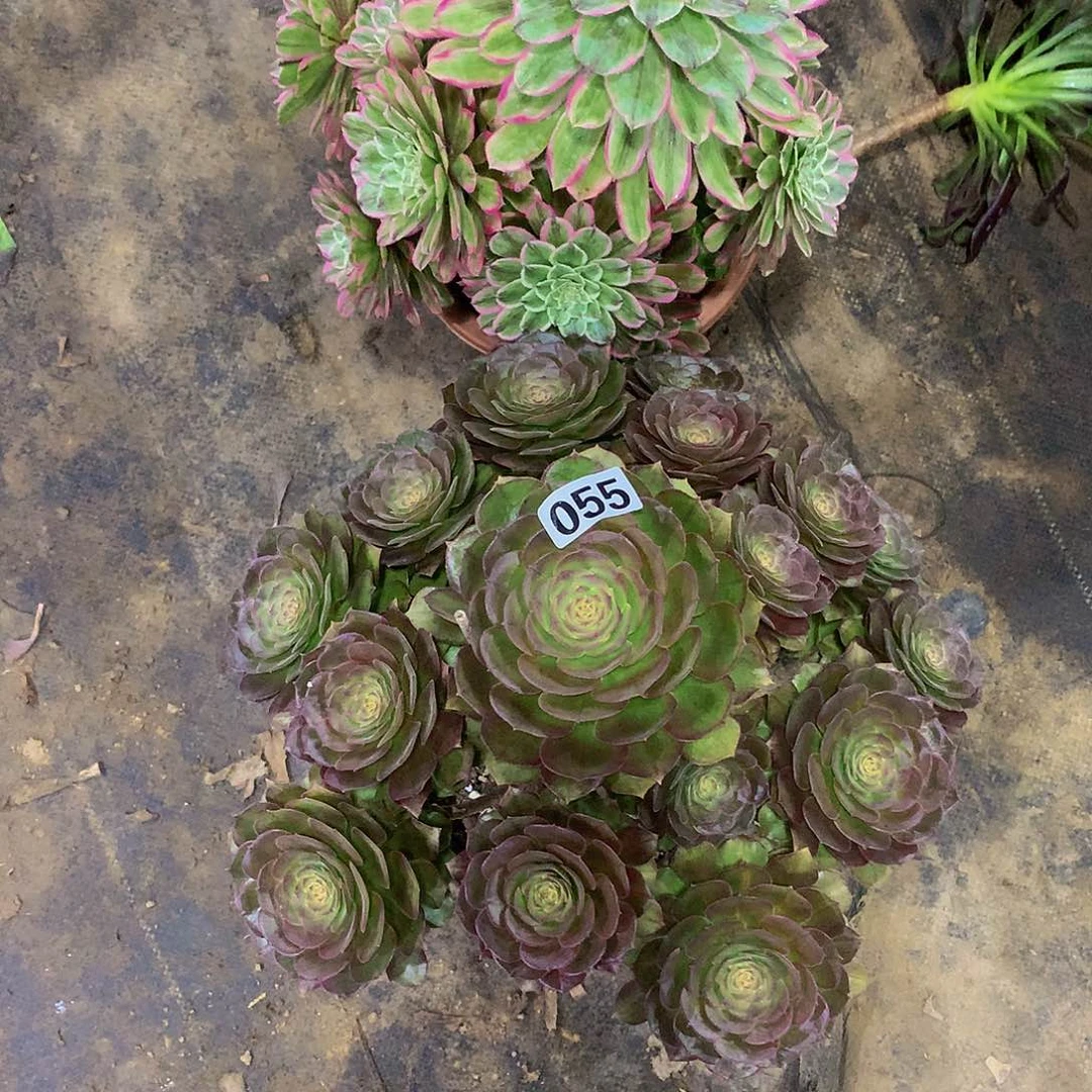 半*055多肉888888888