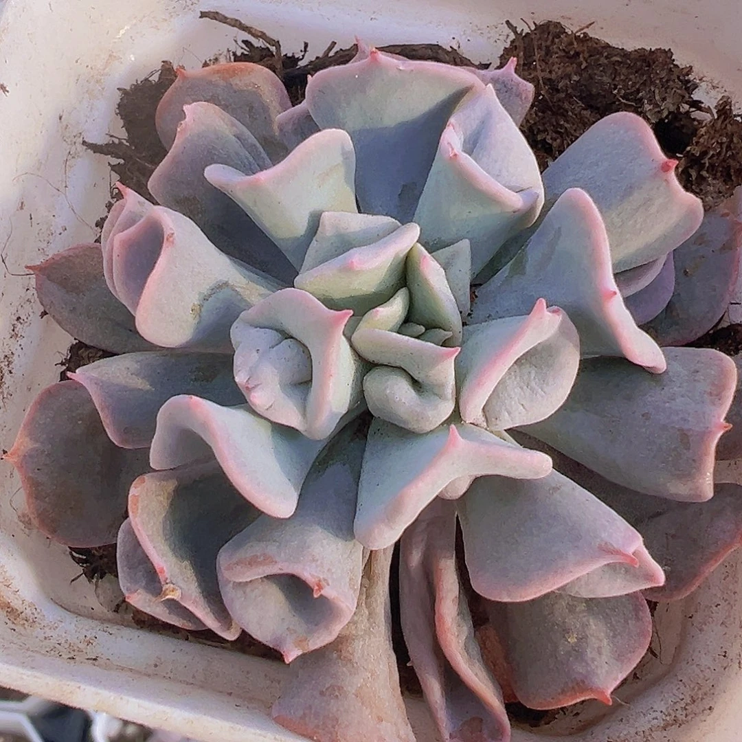 猪鼻子19包邮多肉植物